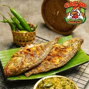 Ikan Gacor